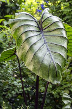 Colocasia esculenta 'Pharaoh' s Mask 'aroid familyasından bir bitki