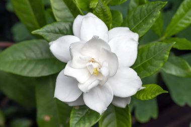 Alt tropikal kokulu Gardenya yaseminoidleri, Yasemin Burnu, saf beyaz çiçekli bitki