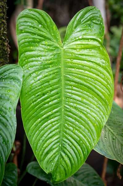 stock image Philodendron tenue leaf , showing the ribbing in the leaves and the extrafloral nectaries which show as spots on the leaf