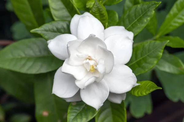 Subtropikalny Zapach Kwitnienia Gardenia Jasminoides Cape Jasmine Roślina Czystymi Białymi — Zdjęcie stockowe