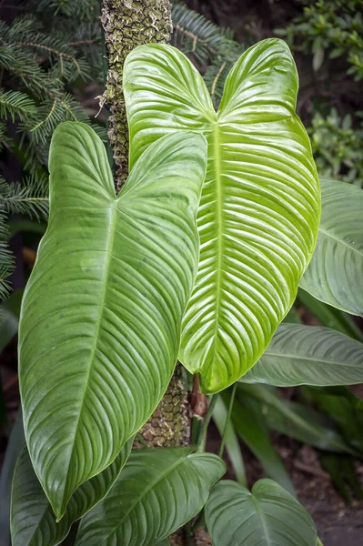 Philodendron Tenue Leaf Showing Ribbing Leaves Extrafloral Nectaries Which Show — Stock Photo, Image