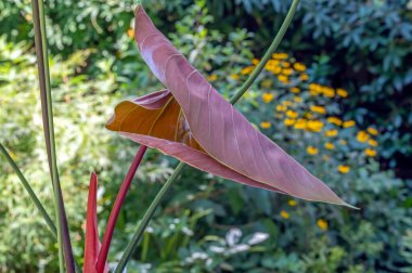 Philodendron lynamii üzerinde yeni bir yaprak, parlak pembe-kırmızı yaprak ve petiole (yaprak sapı)