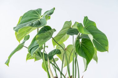 Beyaz arkaplana karşı Philodendron gloriosum yaprakları