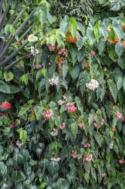 Benekli yaprakları ve pembe çiçekleri olan Polka Dot Begonia, tropikal bir begonya bastonudur.