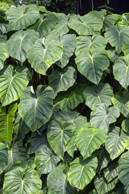 Tropik bir bahçede büyüyen fildişi bir duvar.