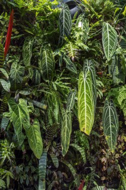 Tropik bir bahçenin duvarında epifitik olarak büyüyen Anthurium waroqueanum.