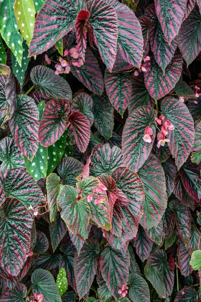 Angel wing begonia with red mottled foliage
