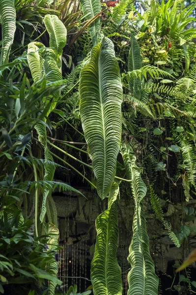Anthurium Veitchii Wächst Epiphytisch Einer Wand Einem Tropischen Garten — Stockfoto
