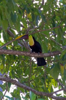 Sarı boğazlı Toucan (ayrıca Siyah Çene Kanalı veya Sarı Göğüslü Tukan olarak da bilinir), Orta ve Güney Amerika 'da yaşayan büyük bir kuş türüdür.. 