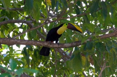Sarı boğazlı Toucan (ayrıca Siyah Çene Kanalı veya Sarı Göğüslü Tukan olarak da bilinir), Orta ve Güney Amerika 'da yaşayan büyük bir kuş türüdür.. 