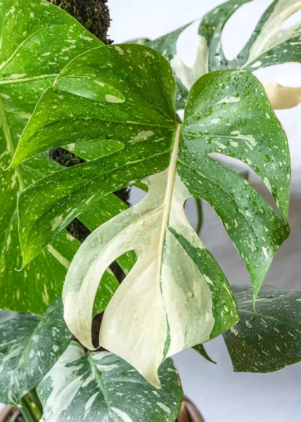 Monstera Thai Takımyıldızı, Monstera deliciosa 'nın değişik bir türü.