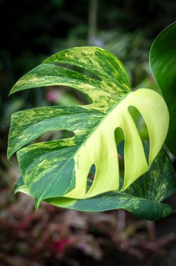 Monstera borsigiana aurea, İsviçre Peynir Bitkisi 'nin nadir görülen sarı bir çeşidi ve tropikal bitki familyasının bir üyesi.