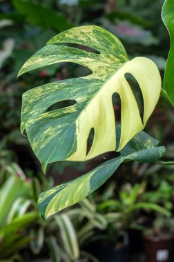 Monstera borsigiana aurea, İsviçre Peynir Bitkisi 'nin nadir görülen sarı bir çeşidi ve tropikal bitki familyasının bir üyesi.