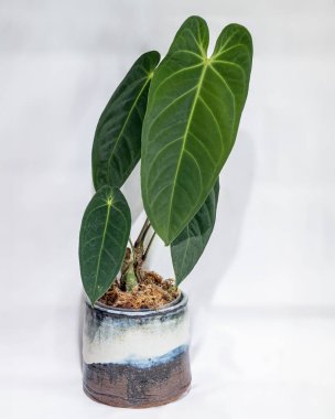 Anthurium queremalense, koyu kadife yapraklı tropikal bir bitkidir.
