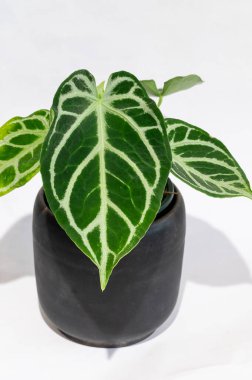 Anthurium 'Selby' s Silver ', koyu yeşil arka planda çok dramatik gümüş damarlı yaprakları olan bir aroid.