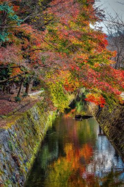 Japon akçaağaç ağaçları sonbaharda Japonya 'nın Kyoto kentindeki Filozof yürüyüşünün yanındaki kanala yansıdı.
