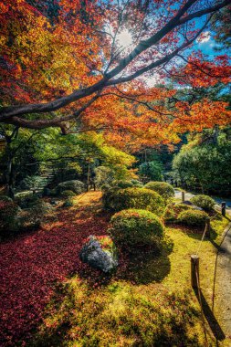 Japon akçaağaç ağaçlarının harika sonbahar renkleri Shoren-in tapınağının bahçelerinde, Kyoto, Japonya