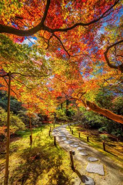 Japon akçaağaç ağaçlarının harika sonbahar renkleri Shoren-in tapınağının bahçelerinde, Kyoto, Japonya