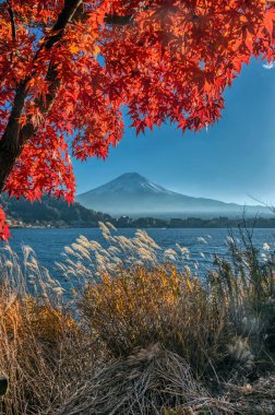 Fuji Dağı yakınlarındaki Yamanashi ilinin Fuji 5 göl bölgesinde sonbahar yaprakları. Kawaguchi gölünde.