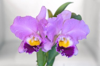 Rhyncholaeliocattleya (Rlc.) Mükemmel Güzellik 'New Edition' x Cattleya Melody Fair 'Carol, pembe, kokulu, cattleya orkidesi