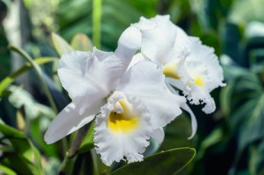 RIC. Pastoral 'Masumiyet' saf beyaz çiçekleri, sarı bir merkezi ve güçlü bir parfümü olan melez bir sığır orkidesi.