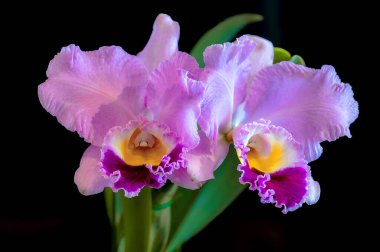 Rhyncholaeliocattleya (Rlc.) Mükemmel Güzellik 'New Edition' x Cattleya Melody Fair 'Carol, pembe, kokulu, cattleya orkidesi