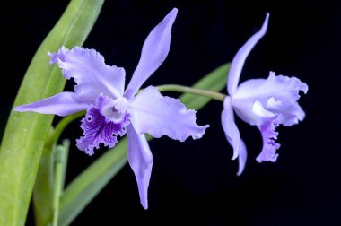 Cattleya lobata coerulea 'Paulo Hoppe', Brezilyalı bir orkide. Laelia lobata olarak da bilinir, Brezilyalı Cattleyas başlangıçta Laelias olarak sınıflandırılmıştır.