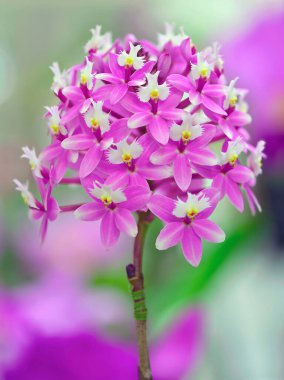 Crucifix Orchid flower, Epidendrum 'Raspberry Valley' clipart