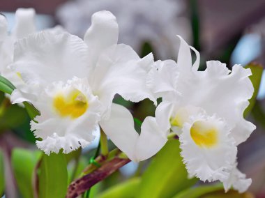 Cattleya Orkidesi BC Pastoral 'Masumiyet' AM / AOS, ödüllü bir orkide melezi.