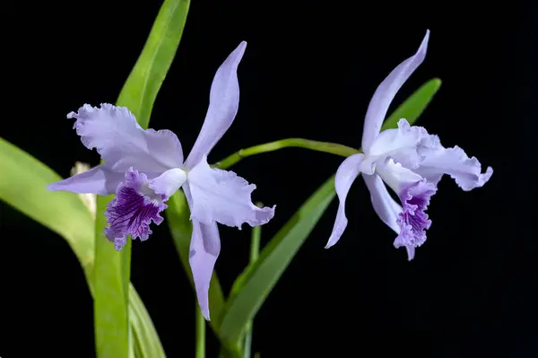 stock image Cattleya lobata coerulea 'Paulo Hoppe', an orchid from Brazil. It is also known as Laelia lobata, as Cattleyas from Brazil were initially classified as Laelias