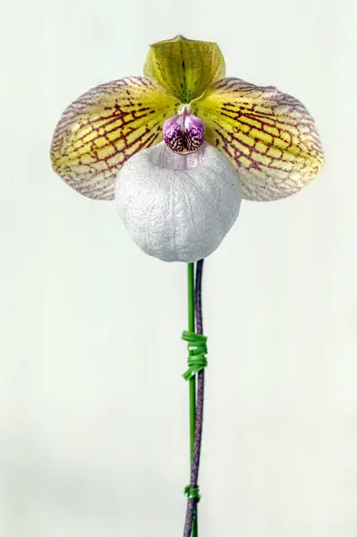 Orkide Paphiopedilum Fanatikum 'Kanon'