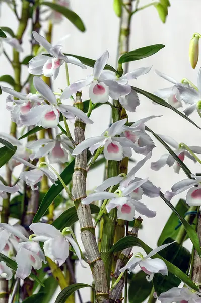 Dendrobium fma. Carnea 'Mari', bir orkide çiçeği