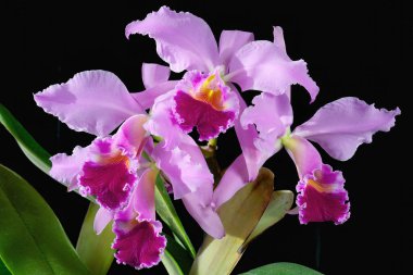 Cattleya jenmanii 'Momochi', bir orkide türü.