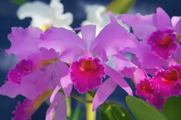 Cattleya jenmanii 'Vinho', güzel çiçekleri olan bir orkide türü.