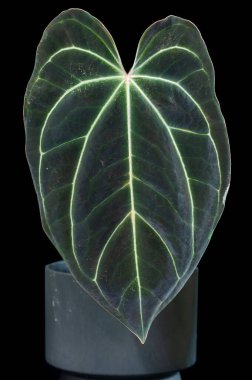 Anthurium Crystal Sky, A. kristallinum ve A. besseae aff arasında bir melez. Bu koyu damarlı yaprakları olan bir aroid bitkisidir.