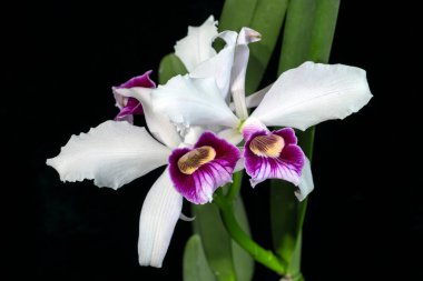 Cattleya (eski adıyla Laelia) purpurata var. Russelliana, Brezilya 'da bir orkide çiçeği.