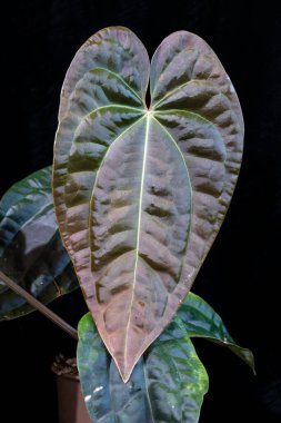 Anthurium Amazon Elması, A. besseae aff arasındaki bir melez tropikal aroid bitkisidir. Ve A. Lüks.