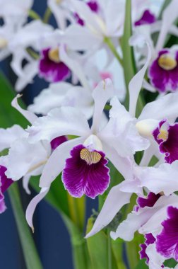 Cattleya (Laelia) purpurata var. Schusteriana, yarı alba, yarı mor ve beyaz çiçekli Brezilya orkidesi.