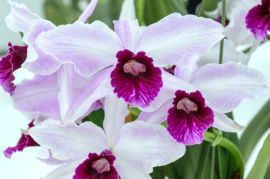 Cattleya (Laelia) purpurata 'Kano', Tokyo, Japonya 'da sergilenen bir gösteride orkideler