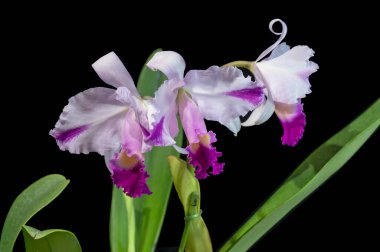 Cattleya trianaei sıçraması, dış yapraklarında renk lekeleri olan bir tür orkide.
