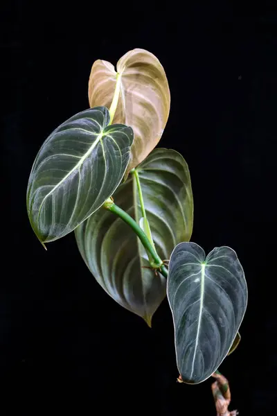 stock image Philodendron melanochrysum, a climbing tropical aroid plant with glossy dark velvety, heart-shaped leaves and silvery veins