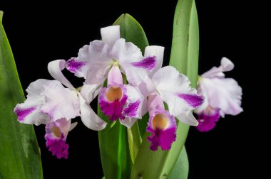 Cattleya trianaei sıçraması, dış yapraklarında renk lekeleri olan bir tür orkide.