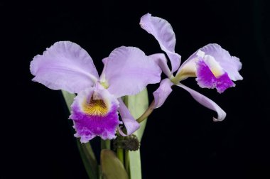 Cattleya gaskelliana 'Luche', Venezuela 'ya özgü bu tür orkide bitkisinin' rosada 'formu.