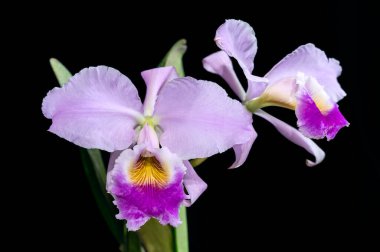 Cattleya gaskelliana 'Luche', Venezuela 'ya özgü bu tür orkide bitkisinin' rosada 'formu.