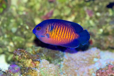 Mercan Güzel Melek Balığı, Centropyge Bispinosa, Hint Pasifik 'ten bir cüce ya da pigme melek balığı.