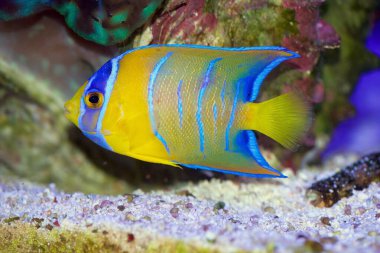 Kraliçe Melek Balığı, Holacanthus Ciliaris, Karayipler ve Batı Atlantik Okyanusu 'ndan. Bu, vücut uzunluğu yaklaşık 8 cm olan bir gençlik formu.