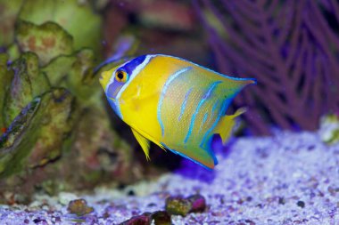 Kraliçe Melek Balığı, Holacanthus Ciliaris, Karayipler ve Batı Atlantik Okyanusu 'ndan. Bu, vücut uzunluğu yaklaşık 8 cm olan bir gençlik formu.