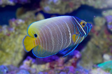 Blue faced angelfish, Pomacanthus xanthometopon, in transition between juvenile and adult colors clipart
