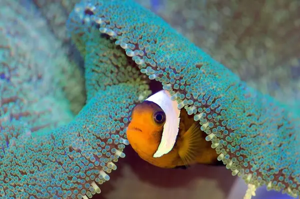 stock image Amphiprion polymnus, also known as the saddleback clownfish or yellowfin anemone fish seek protection from a Haddon's Carpet Sea Anemone, Stichodactyla haddoni