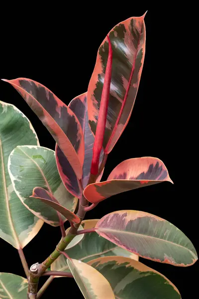 stock image Ficus elastica 'Ruby', a variegated rubber plant cultivar with leaves that emerge a bright ruby red.